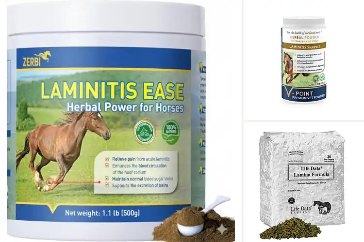 Detailed view of Best Laminitis Treatments for Horses