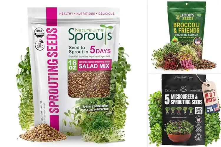 Detailed view of Best Sprouting Seeds